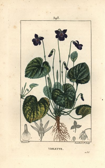 Duftende Violet - Sød viol, Viola odorata, med blomst, blade, stilk og rødder. Håndkoloreret kobberstik af Lambert Junior efter en tegning af Pierre Jean-Francois Turpin fra Chaumeton, Poiret og Chamberets "" La Flore Medicale,"" Pari af Pierre Jean Francois Turpin