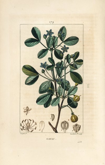 Gaiac eller helligt træ, livets træ - Guaiacum, Guajacum officinale. Håndkoloreret kobberstik af Lambert Junior efter en tegning af Pierre Jean-Francois Turpin fra Chaumeton, Poiret og Chamberets "" La Flore Medicale,"" Paris, Panckoucke af Pierre Jean Francois Turpin