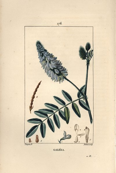 Galega - Gedevej, Galega officinalis, med blomst, blade og frø. Håndkoloreret kobberstik af Dubois efter en tegning af Pierre Jean-Francois Turpin fra Chaumeton, Poiret og Chamberets "" La Flore Medicale,"" Paris, Panckoucke af Pierre Jean Francois Turpin