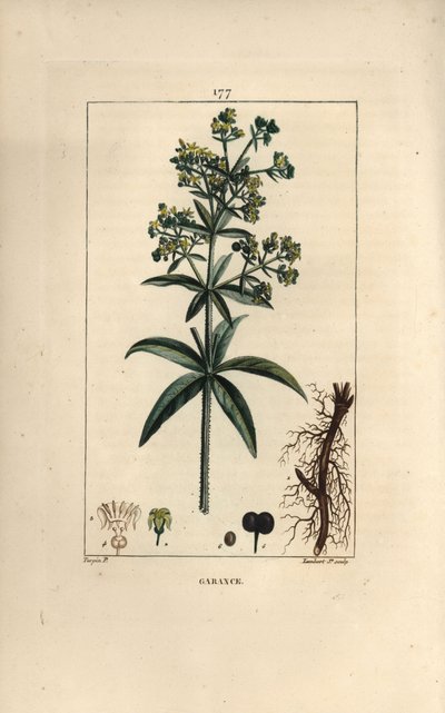 Garance des dyers - Madder, Rubia tinctorum, med rod, blomst, blad og frø. Håndkoloreret kobberstik af Lambert Junior efter en tegning af Pierre Jean-Francois Turpin fra Chaumeton, Poiret og Chamberets "" La Flore Medicale,"" Paris, af Pierre Jean Francois Turpin