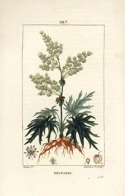 Haverabarber - Rabarber, Rheum rhabarbarum (Rheum palmatum), med blomst, stilk, blad, frø og rod. Håndfarvet stiplet kobberstik af Lambert Junior efter en tegning af Pierre Jean-Francois Turpin fra Chaumeton, Poiret og Chamberets "" La F af Pierre Jean Francois Turpin