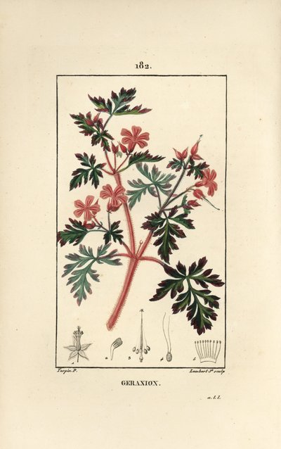 Geranium græs a Robert - Hert Robert, Geranium robertianum. Håndkoloreret kobberstik af Lambert Junior efter en tegning af Pierre Jean-Francois Turpin fra Chaumeton, Poiret og Chamberets "" La Flore Medicale,"" Paris, Panckoucke af Pierre Jean Francois Turpin