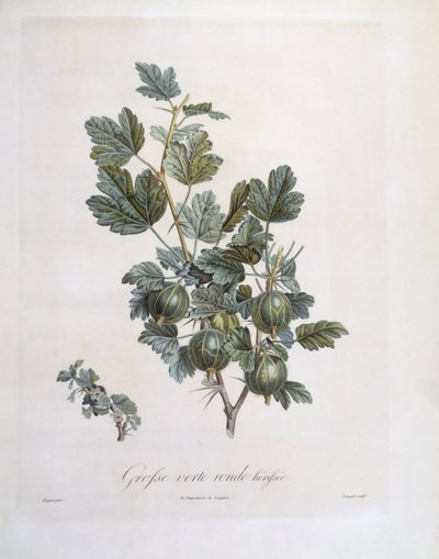 Stikkelsbær (Ribes uva-crispa), Henry Louis Duhamel du Monceau, botanisk tallerken af ​​Pierre Jean Francois Turpin af Pierre Jean Francois Turpin