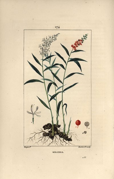 Grand galanga eller Galanga - Større eller thailandsk galangal, Alpinia galanga, der viser blomster, bær, blade og rhizomrod. Håndfarvet stiplet kobberstik af Lambert Junior efter en tegning af Pierre Jean-Francois Turpin fra Chaumeton, Poiret et Ch af Pierre Jean Francois Turpin