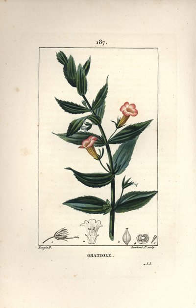 Gratiole officinale, eller Grace de dieu, Grace au poor man, Petite digitale - Hækkeisop, Gratiola officinalis. Håndkoloreret kobberstik af Lambert Junior efter en tegning af Pierre Jean-Francois Turpin fra Chaumeton, Poiret og Chamberet af Pierre Jean Francois Turpin