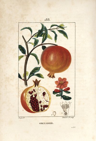 Grenadier - Granatæbletræ, Punica granatum, med blade, blomst, frugt og snit gennem frugt, der viser frø. Håndkoloreret kobberstik af Lambert Junior efter en tegning af Pierre Jean-Francois Turpin fra Chaumeton, Poiret og Chamberet af Pierre Jean Francois Turpin