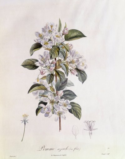 Hagtorn (Crataegus azarolus) blomst Henry Louis Duhamel du Monceau, botanisk plade af Pierre Jean Francois Turpin af Pierre Jean Francois Turpin