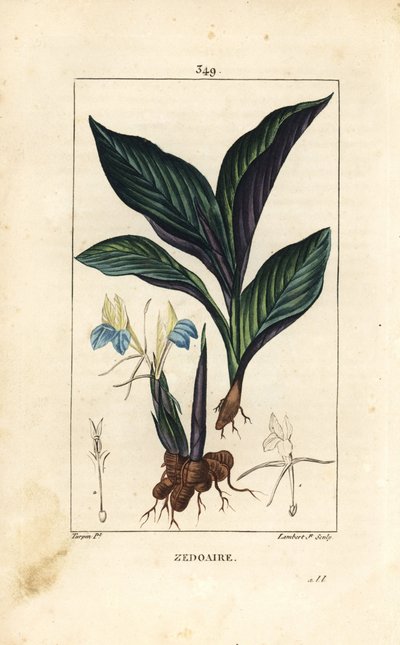 Himalayakrokus - Zedoary, Koempferia rotunda, med blomst, blad, stængel og rodstængel. Håndfarvet stiplet kobberstik af Lambert Junior efter en tegning af Pierre Jean-Francois Turpin fra Chaumeton, Poiret og Chamberets "" La Flore Medicale af Pierre Jean Francois Turpin