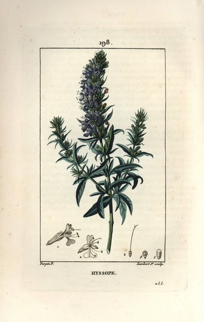 Isop officinale eller isop - Isop, Hyssopus officinalis. Håndkoloreret kobberstik af Lambert Junior efter en tegning af Pierre Jean-Francois Turpin fra Chaumeton, Poiret og Chamberets "" La Flore Medicale,"" Paris, Panckoucke af Pierre Jean Francois Turpin