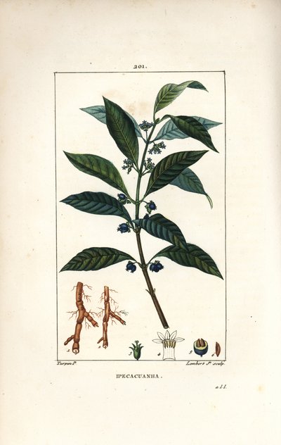 Ipeca eller Ipecacuana - Ipecacuanha, Psychotria emetica, med blad, blomst og rod. Håndfarvet stiplet kobberstik af Lambert Junior efter en tegning af Pierre Jean-Francois Turpin fra Chaumeton, Poiret og Chamberets "" La Flore Medicale,"" Par af Pierre Jean Francois Turpin
