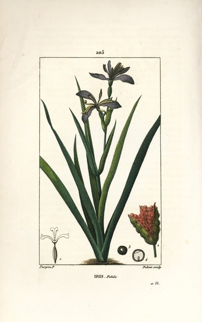 Iris fetide eller iris ben, stinkende iris - Stinking iris, Iris foetida, med blomst, blade og frøstand. Håndfarvet stiplet kobberstik af Dubois efter en tegning af Pierre Jean-Francois Turpin fra Chaumeton, Poiret og Chamberets "" La Flore Medi af Pierre Jean Francois Turpin