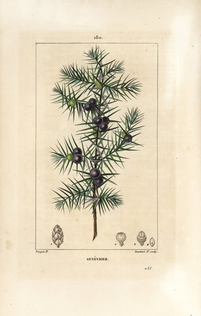 Enebærtræ, Juniperus vulgaris, viser blade, bær og stilk. Håndkoloreret kobberstik af Lambert Junior efter en tegning af Pierre Jean-Francois Turpin fra Chaumeton, Poiret og Chamberets "" La Flore Medicale,"" Paris, Panckoucke af Pierre Jean Francois Turpin