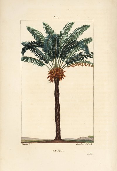 Stor gren eller stor cycas - Queen sago, Cycas circinalis, viser blade, frø og stamme. truet palme. Håndkoloreret kobberstik af Lambert Junior efter en tegning af Pierre Jean-Francois Turpin fra Chaumeton, Poiret og Chamberet