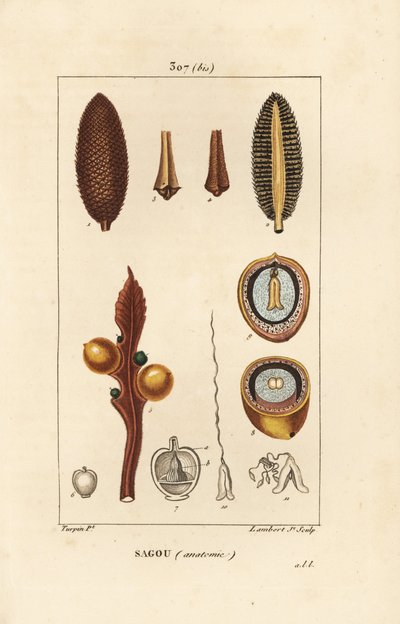 Stor gren eller store cycas frø - Queen sago, Cycas circinalis, viser frø og snit. truet. Håndfarvet stiplet kobberstik af Lambert Junior efter en tegning af Pierre Jean-Francois Turpin fra Chaumeton, Poiret og Chamberets "" La af Pierre Jean Francois Turpin