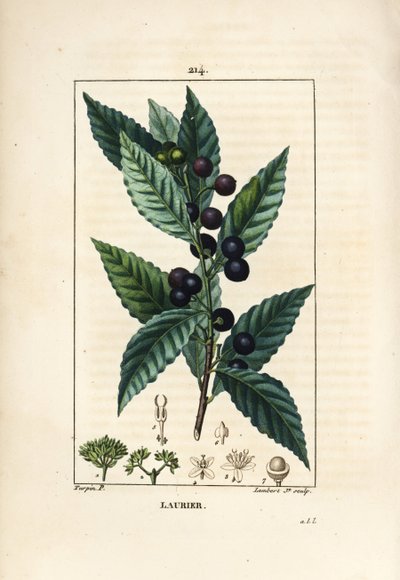 Laurbærtræ, Laurus nobilis, med blade, bær og frø. Håndkoloreret kobberstik af Lambert Junior efter en tegning af Pierre Jean-Francois Turpin fra Chaumeton, Poiret og Chamberets "" La Flore Medicale,"" Paris, Panckoucke af Pierre Jean Francois Turpin
