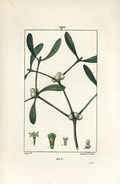 Leafy mistelten - Mistelten, Vissperm album. Håndkoloreret kobberstik af Lambert Junior efter en tegning af Pierre Jean-Francois Turpin fra Chaumeton, Poiret og Chamberets "" La Flore Medicale,"" Paris, Panckoucke af Pierre Jean Francois Turpin