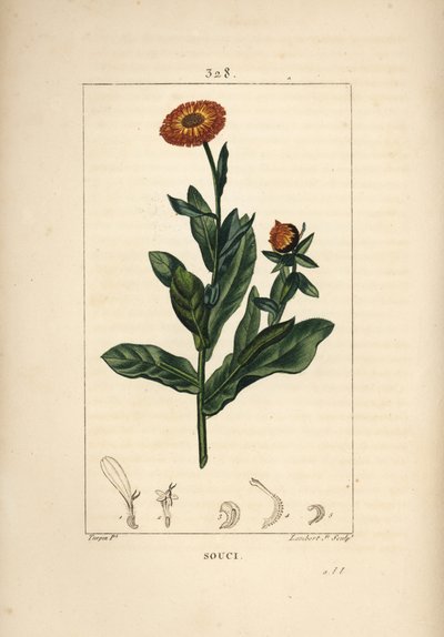 Morgenfrue, Calendula officinalis, med blomst, blad og stilk. Håndkoloreret kobberstik af Lambert Junior efter en tegning af Pierre Jean-Francois Turpin fra Chaumeton, Poiret og Chamberets "" La Flore Medicale,"" Paris, Panckoucke af Pierre Jean Francois Turpin