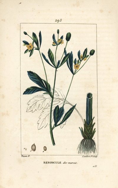 Marsk-caltha, marsk-bestand eller vandmorgenfrue - Marsh-caltha eller marsk-kragefod, Caltha palustris (Ranunculus palustris), med blomst, blad, stilk, rod og frø. Håndfarvet stiplet kobberstik af Lambert Junior efter en tegning af Pierre Jea af Pierre Jean Francois Turpin