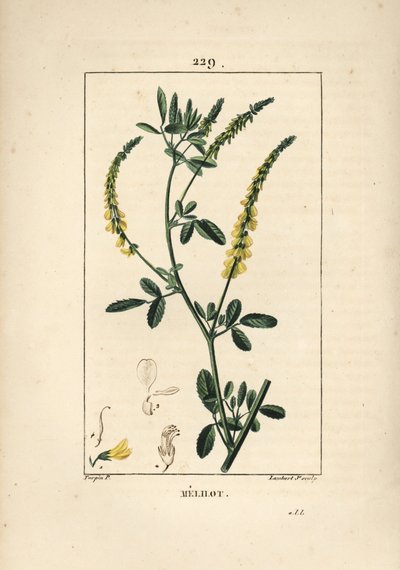Melilot - Melilot trefoil, Melitotus officinarum. Håndkoloreret kobberstik af Lambert Junior efter en tegning af Pierre Jean-Francois Turpin fra Chaumeton, Poiret og Chamberets "" La Flore Medicale,"" Paris, Panckoucke af Pierre Jean Francois Turpin