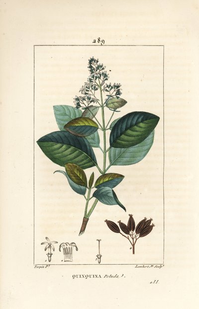 Michurago eller fruta de mono, Ladenbergia macrocarpa (Cinchona ovalifolia), med blomst, blade, stilk og frø. Håndfarvet stipplet kobberstik af Lambert Junior efter en tegning af Pierre Jean-Francois Turpin fra Chaumeton, Poiret og Chamberets " af Pierre Jean Francois Turpin