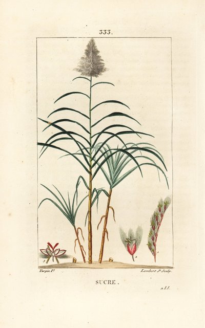 Ædelrør - Sukkerrør, Saccharum officinarum. Håndkoloreret kobberstik af Lambert Junior efter en tegning af Pierre Jean-Francois Turpin fra Chaumeton, Poiret og Chamberets "" La Flore Medicale,"" Paris, Panckoucke af Pierre Jean Francois Turpin