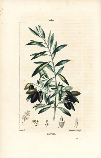Olivier - Oliventræ, Olea europaea, med blade, grene, frugter og frø. Håndfarvet stipplet kobberstik af Lambert Junior efter en tegning af Pierre Jean-Francois Turpin fra Chaumeton, Poiret og Chamberets "" La Flore Medicale,"" Paris, Panckou af Pierre Jean Francois Turpin