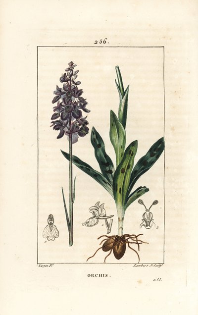 Orchis han eller satyrion han - Tidlig lilla eller hanorkidé, Orchis mascula, med blomst, stilk, blad og løg. Håndkoloreret kobberstik af Lambert Junior efter en tegning af Pierre Jean-Francois Turpin fra Chaumeton, Poiret og Chamberet