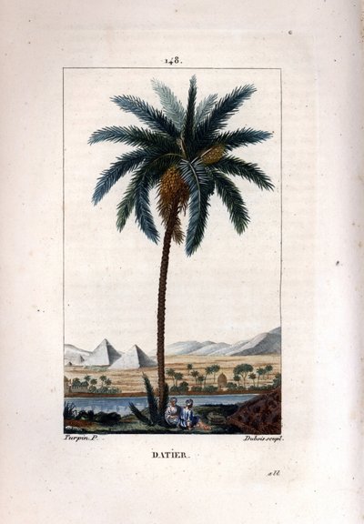 Palme a dadler Dadelpalme, Phoenix dactylifera, viser frugt og blade mod landskab med pyramider og flod. Håndkoloreret kobberstik af Dubois efter en tegning af Pierre Jean-Francois Turpin fra Chaumeton, Poiret et Chamberets "" La af Pierre Jean Francois Turpin