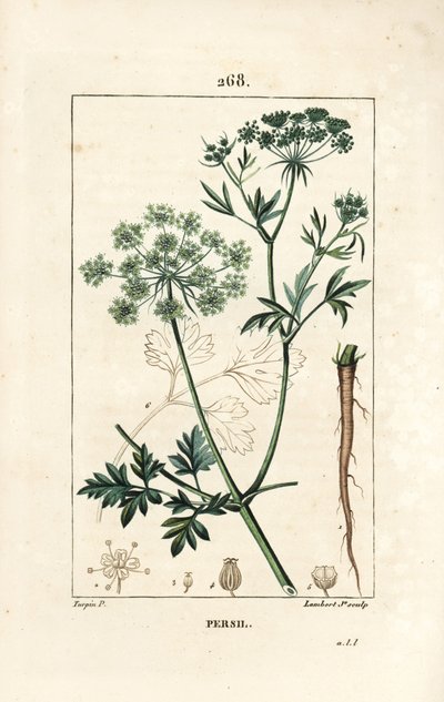 Persille - Havepersille, Petroselinum crispum, med blomst, blade, stilk, rod og frø. Håndfarvet stiplet kobberstik af Lambert Junior efter en tegning af Pierre Jean-Francois Turpin fra Chaumeton, Poiret og Chamberets "" La Flore Medicale af Pierre Jean Francois Turpin