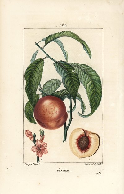 Pecher - Ferskentræ, Amygdalus persica, med blomst, blade, stilk, moden frugt og frugt i sektion med frø. Håndkoloreret kobberstik af Lambert Junior efter en tegning af Pierre Jean-Francois Turpin fra Chaumeton, Poiret og Chamberet