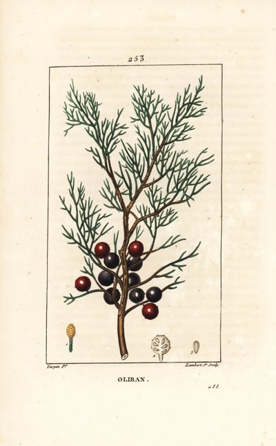 Phoenicie eller Lycia Juniper eller Red Juniper - Fønikisk enebær, arar eller røgelse, Juniperus phoenicea, med gren, blade og bær. Håndfarvet stipplet kobberstik af Lambert Junior efter en tegning af Pierre Jean-Francois Turpin fra Chaumeton, Po af Pierre Jean Francois Turpin
