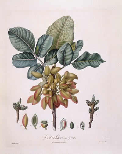 Pistacie (Pistacia vera), Henry Louis Duhamel du Monceau, botanisk plade af Pierre Jean Francois Turpin af Pierre Jean Francois Turpin