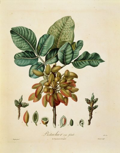 Pistacie af Francois Turpin af Pierre Jean Francois Turpin