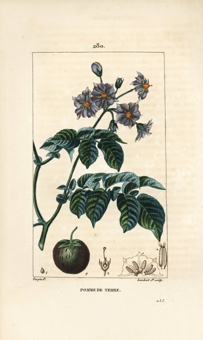 Kartoffel (kartoffel) - Kartoffel, Solanum tuberosum, med blomst, blade, stilk og frugt. Håndfarvet stipplet kobberstik af Lambert Junior efter en tegning af Pierre Jean-Francois Turpin fra Chaumeton, Poiret og Chamberets "" La Flore Medicale,"" Paris af Pierre Jean Francois Turpin