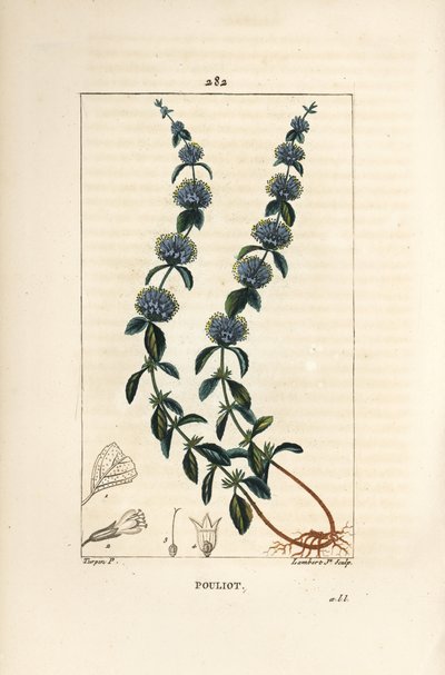 Pouliot mynte - Pennyroyal mynte, Mentha pulegium, med blomst, blade, stilk, rod og frø. Håndfarvet stiplet kobberstik af Lambert Junior efter en tegning af Pierre Jean-Francois Turpin fra Chaumeton, Poiret og Chamberets "" La Flore Medicale af Pierre Jean Francois Turpin