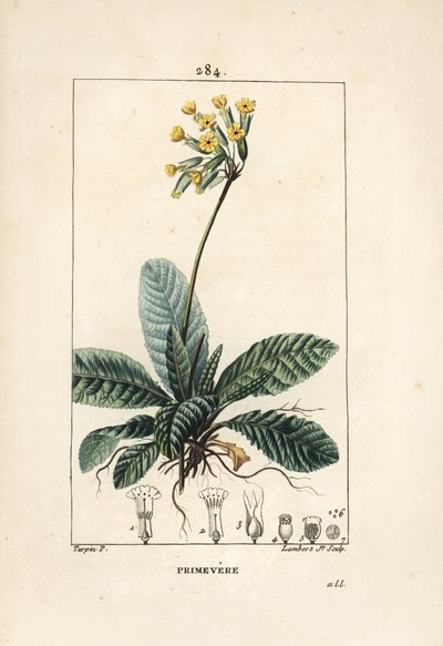 Primevere officinale ou brerelle, gøg, Urt a la lammelse, Herb de Saint Paul, primerolle - Koslip, Primula veris, viser blomst, blade og rødder. Håndkoloreret kobberstik af Lambert Junior efter tegning af Pierre Jean-Francois Turp af Pierre Jean Francois Turpin
