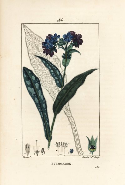 Pulmonal officinale - Lungeurt, Pulmonaria officinalis, med blomst, blad, stilk og blad i omridset. Håndfarvet stiplet kobberstik af Lambert Junior efter en tegning af Pierre Jean-Francois Turpin fra Chaumeton, Poiret og Chamberets "" La af Pierre Jean Francois Turpin
