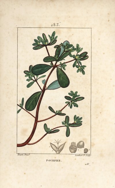 Portulak, Porcelan, Porculaca oleracea, med blad, stilk og blomst. Håndfarvet stiplet kobberstik af Lambert Junior fra en tegning af Pierre Jean-Francois Turpin fra Chaumeton, Poiret og Chamberets "" La Flore Medicale,"" Paris, Panckouck af Pierre Jean Francois Turpin