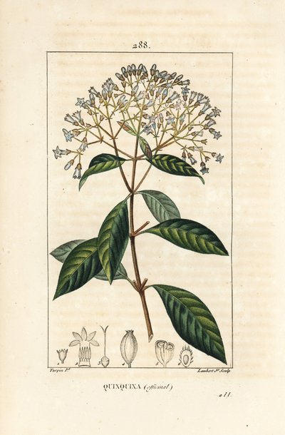 Quinquina - Kinin eller peruviansk barktræ, Cinchona officinalis, med blomst, gren, blad og frø. Håndfarvet stipple kobberstik af Lambert Junior efter en tegning af Pierre Jean-Francois Turpin fra Chaumeton, Poiret og Chamberets "" La Flo af Pierre Jean Francois Turpin