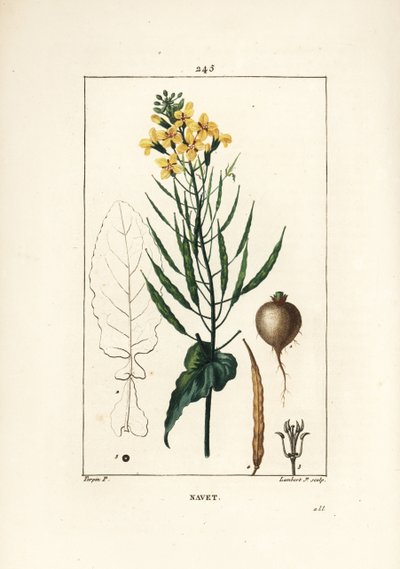 Raps- eller oliefrø, Brassica napus, med blade, blomst og rod. Håndkoloreret kobberstik af Lambert Junior efter en tegning af Pierre Jean-Francois Turpin fra Chaumeton, Poiret og Chamberets "" La Flore Medicale,"" Paris, Panckoucke af Pierre Jean Francois Turpin