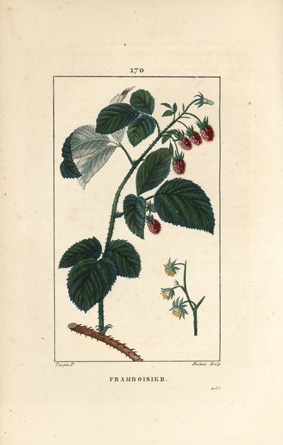 Hindbær - Hindbær, Rubus idaeus, der viser blomster, blade, torne og moden frugt. Håndfarvet stiplet kobberstik af Lambert Junior efter en tegning af Pierre Jean-Francois Turpin fra Chaumeton, Poiret et Chamberets "" La Flore Medicale,"" P af Pierre Jean Francois Turpin