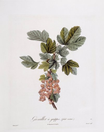 Røde ribs (Ribes rubrum), Henry Louis Duhamel du Monceau, botanisk tallerken af ​​Pierre Jean Francois Turpin af Pierre Jean Francois Turpin