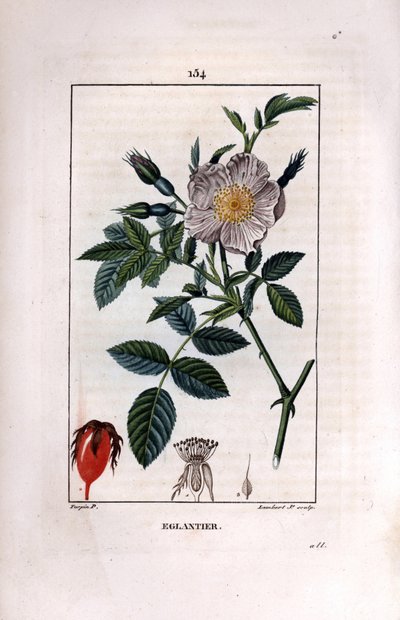 Hybengren med bær (hyben eller hyben) og rose - Vild briar rose, Rosa canina, med blomst, knop og hyben. Håndfarvet stipplet kobberstik af Lambert Junior efter en tegning af Pierre Jean-Francois Turpin fra Chaumeton, Poiret et C af Pierre Jean Francois Turpin