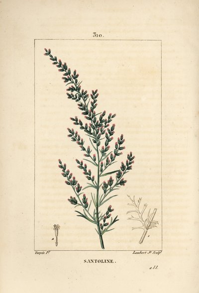 Sagebrush variete - ormefrø eller tatarisk sydved, Artemisia santonicum. Håndfarvet stiplet kobberstik af Lambert Junior fra en tegning af Pierre Jean-Francois Turpin fra Chaumeton, Poiret og Chamberets "" La Flore Medicale,"" Paris, Pa. af Pierre Jean Francois Turpin