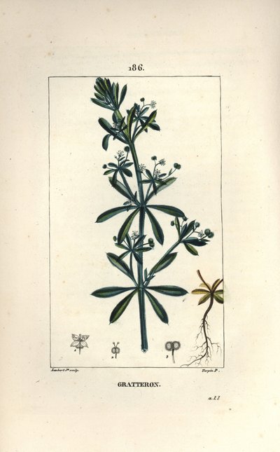 Scratteron eller rieble, rivejern, tunge ridse, gaille - Gåsegræs, Galium aparine. Håndkoloreret kobberstik af Lambert Junior efter en tegning af Pierre Jean-Francois Turpin fra Chaumeton, Poiret og Chamberets "" La Flore Medicale,"" af Pierre Jean Francois Turpin
