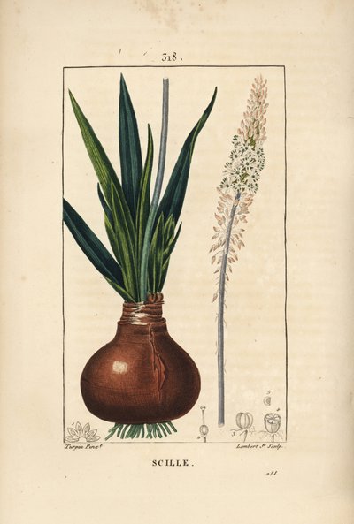 Havsvin, Drimia maritima, med løg, blad, stilk og blomst. Håndkoloreret kobberstik af Lambert Junior efter en tegning af Pierre Jean-Francois Turpin fra Chaumeton, Poiret og Chamberets "" La Flore Medicale,"" Paris, Panckoucke af Pierre Jean Francois Turpin