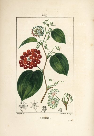 Smilax Variety - Kinesisk smilax, Smilax Kina, med blomst, ranker, blade og frugt. Håndkoloreret kobberstik af Lambert Junior efter en tegning af Pierre Jean-Francois Turpin fra Chaumeton, Poiret og Chamberets "" La Flore Medicale,"" af Pierre Jean Francois Turpin