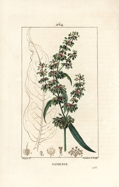 Spinard sorrel ou patience des moines - Patience dock, Rumex patientia, med blomst, stilk, blade, frø og blade omrids. Håndfarvet stiplet kobberstik af Lambert Junior efter en tegning af Pierre Jean-Francois Turpin fra Chaumeton, Poiret og af Pierre Jean Francois Turpin