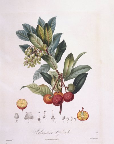 Jordbærtræ (Arbutus unedo), Henry Louis Duhamel du Monceau, botanisk plade af Pierre Jean Francois Turpin af Pierre Jean Francois Turpin