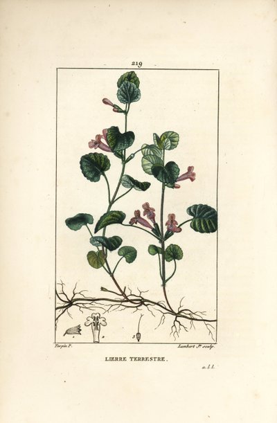 Terrestrisk eføy - jord Ivy, Hedera Terrestris. Håndfarvet stippel kobberplade-gravering af Lambert Junior fra en tegning af Pierre Jean-Francois Turpin fra Chaumeton, Poiret og Chamberet